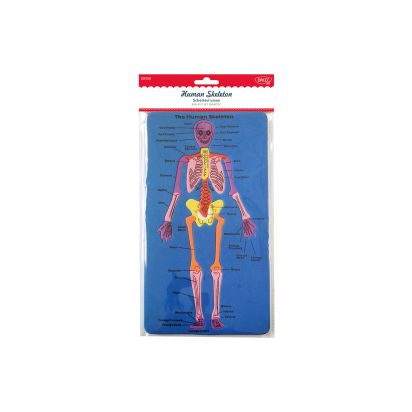 Set didactic - Scheletul uman DACO - 1